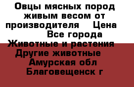 Овцы мясных пород живым весом от производителя. › Цена ­ 110 - Все города Животные и растения » Другие животные   . Амурская обл.,Благовещенск г.